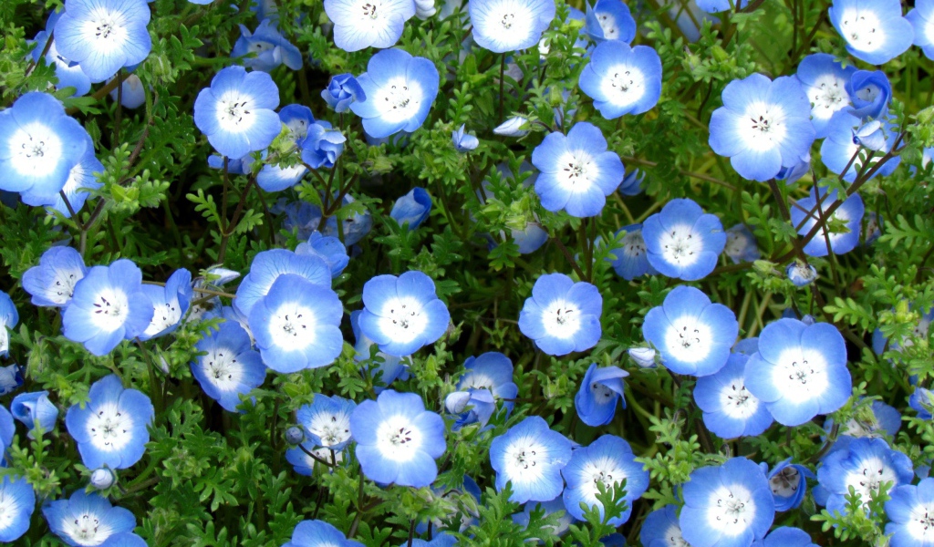 Выращивание цветов вероника в саду