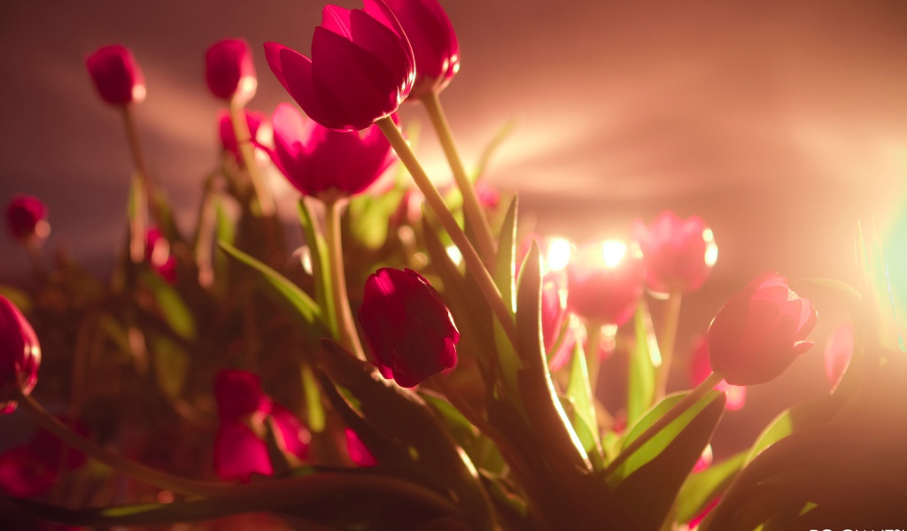 Яркие красные тюльпаны