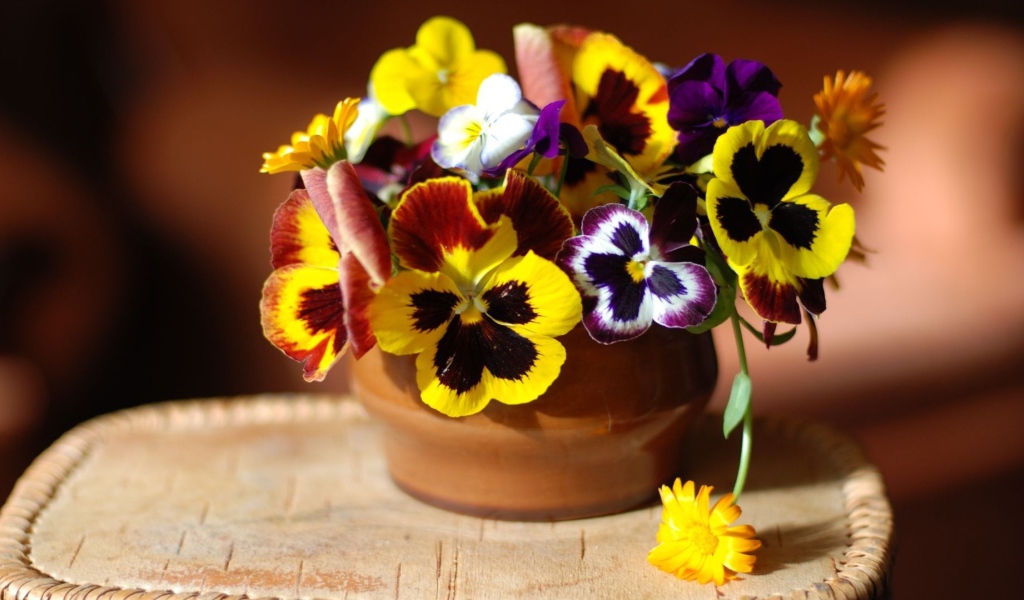 Цветы виола (фиалка,анютины глазки) дома на столе