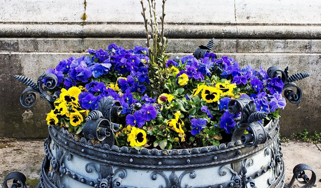 Цветы виола (фиалка,анютины глазки) весной