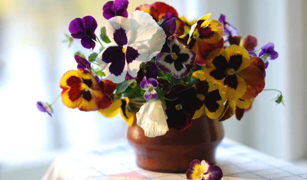 Цветы виола (фиалка,анютины глазки) в горшке