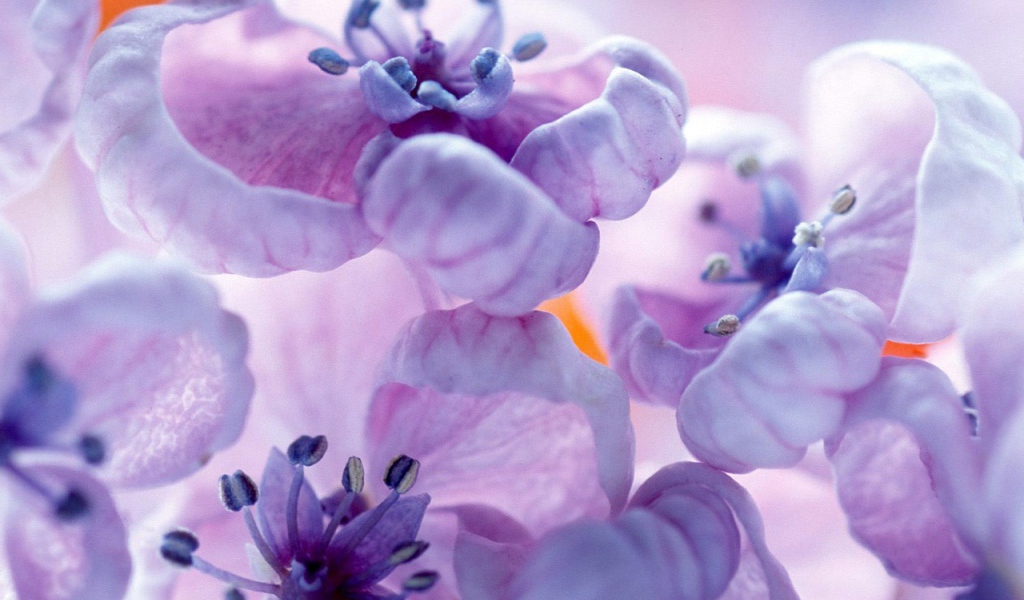 Фиолетовые цветы