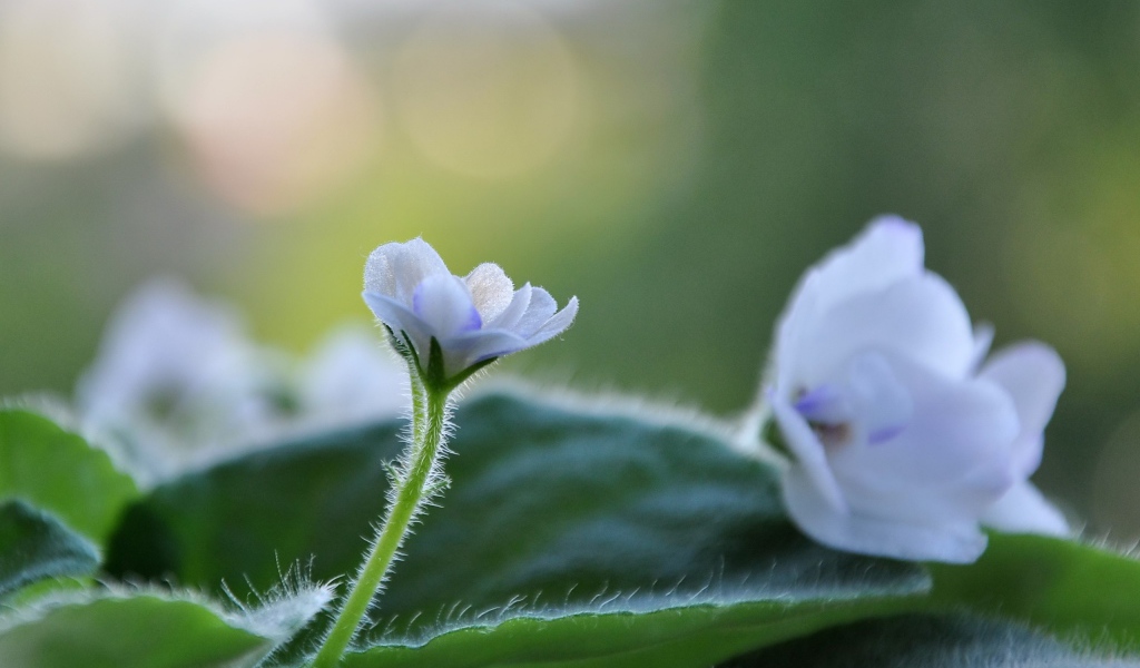 Цветок фиалки