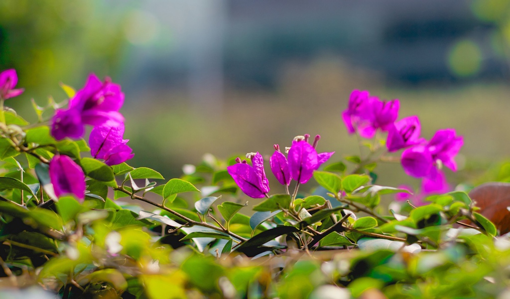 Фиолетовые цветки