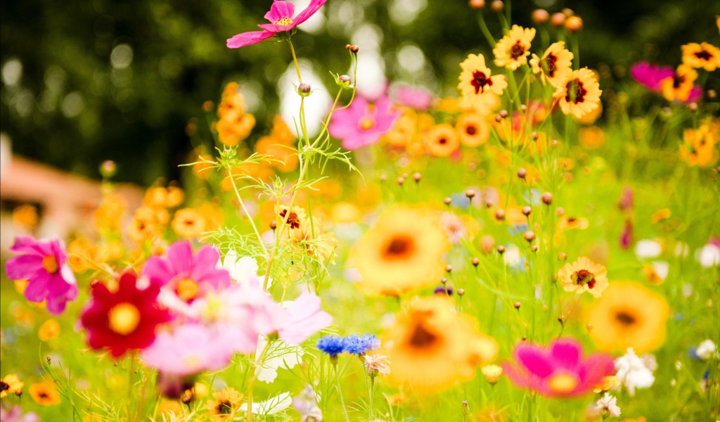 Яркие цветы