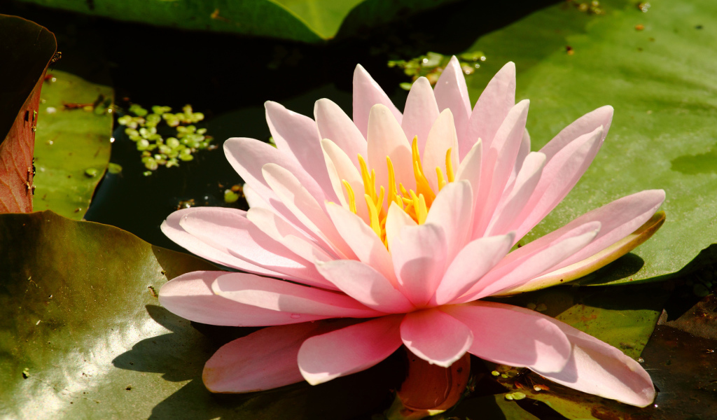 Водяная на болоте нимфея