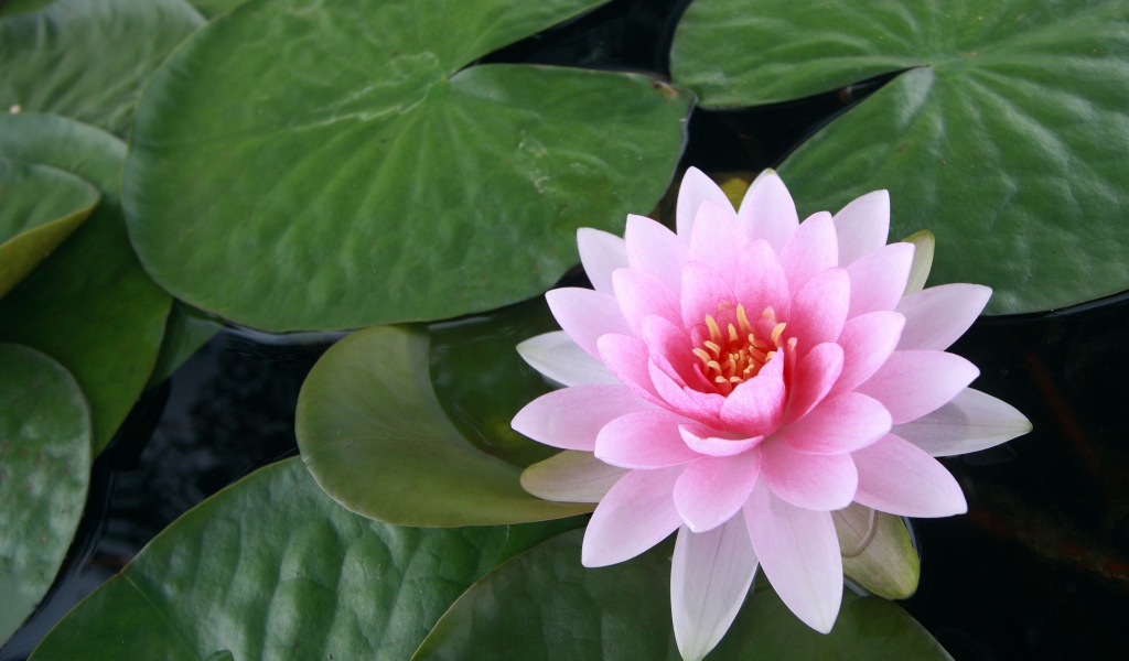 Водяная розовая лилия