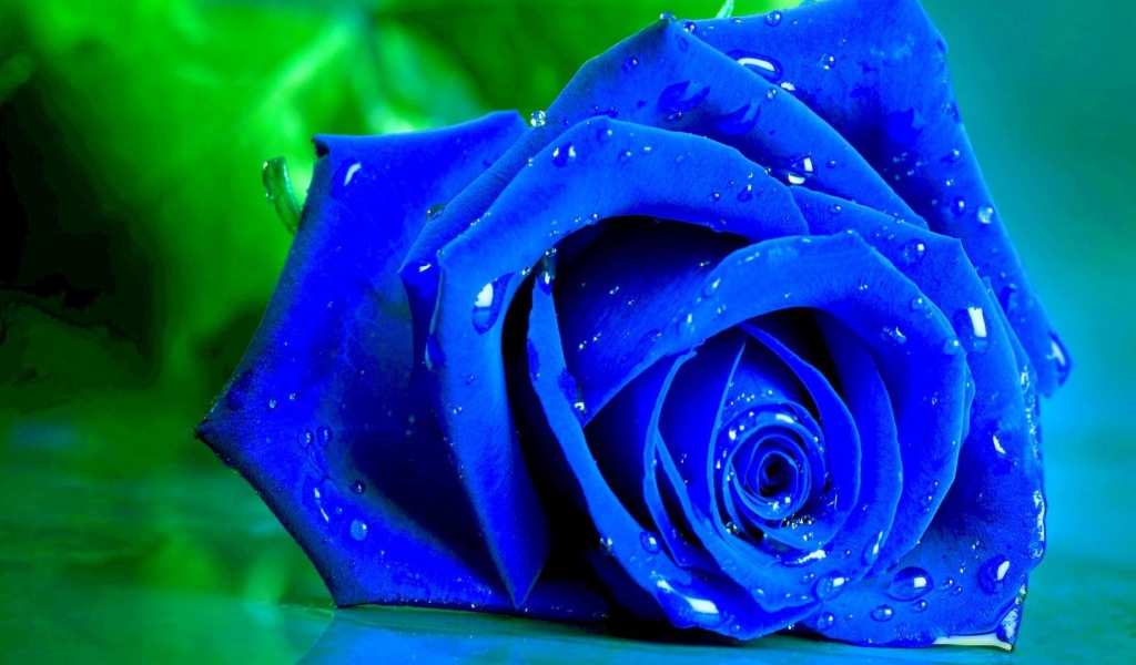 Мокрая синяя роза на зелёном фоне
