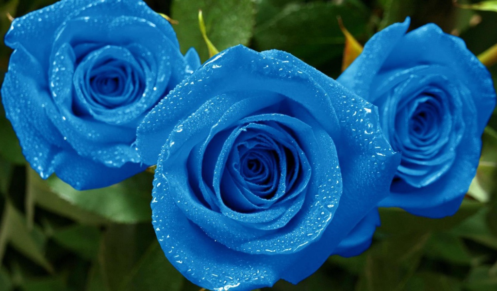 Мокрые синие розы в саду