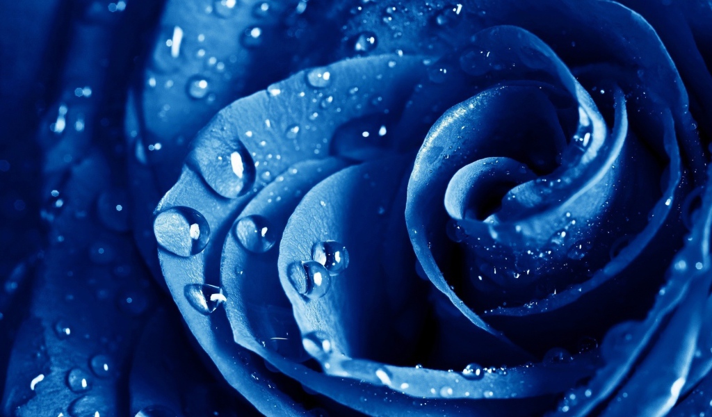Роса на голубой розе 