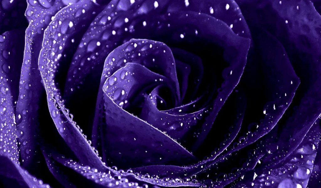 Мокрая фиолетовая роза крупным планом