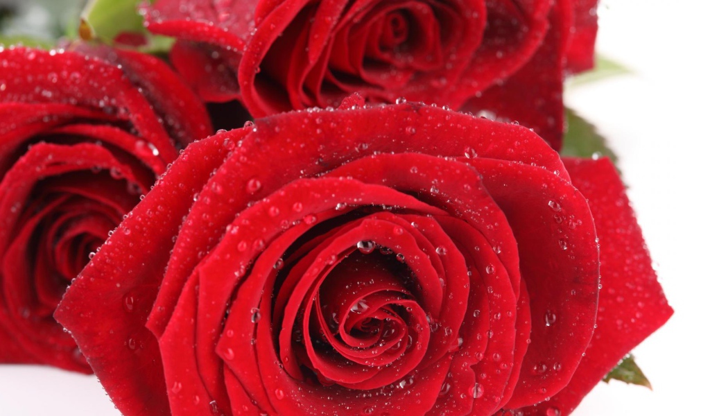 Мокрые красные розы на белом столе