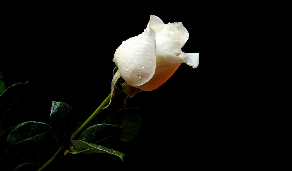 Мокрая белая роза на чёрном фоне
