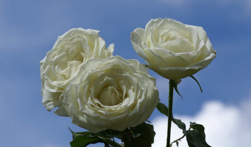 Мокрые белые розы на фоне неба