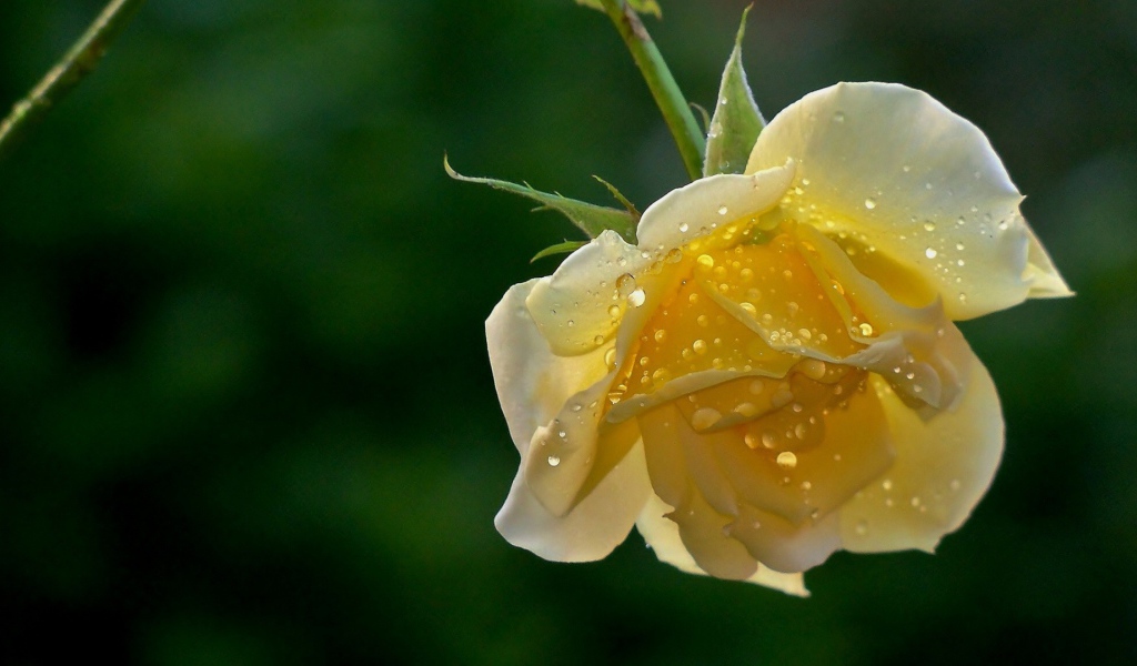 Мокрая жёлтая роза на фоне зелени