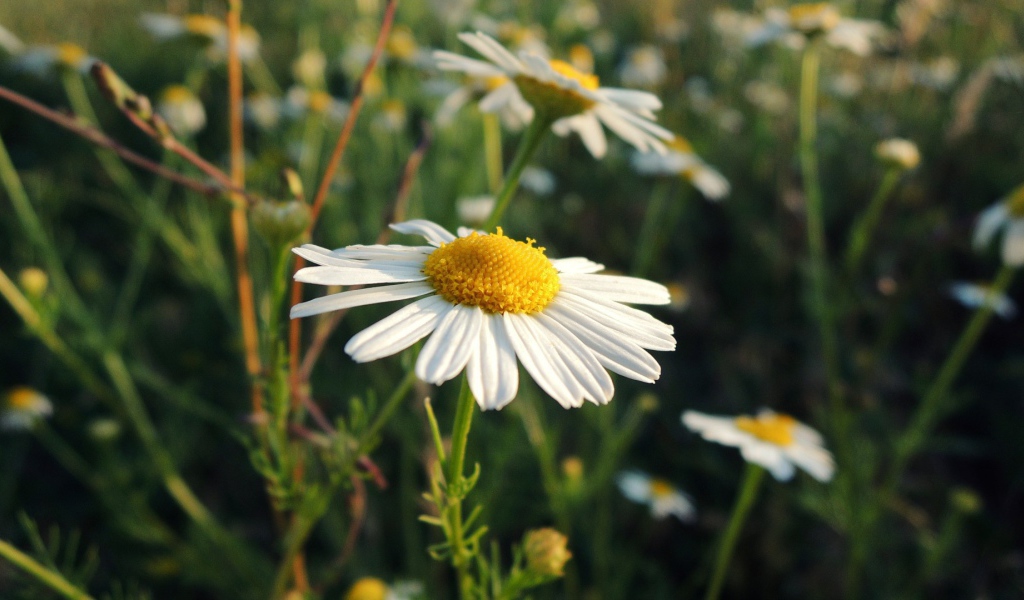 Белая ромашка на природе