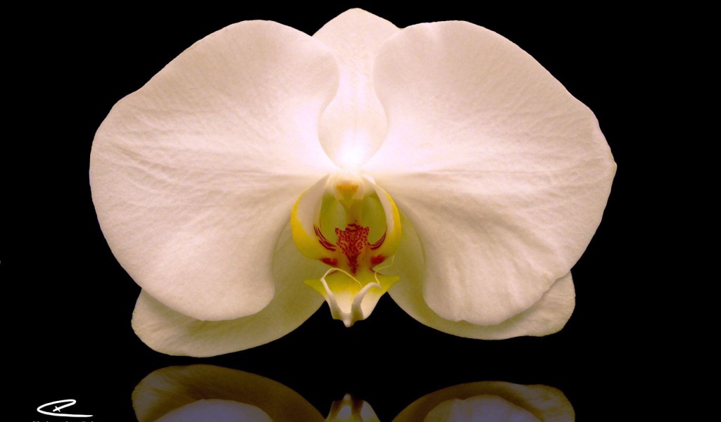 White Orchid on a black background
