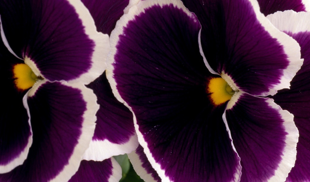 Бело фиолетовые цветы