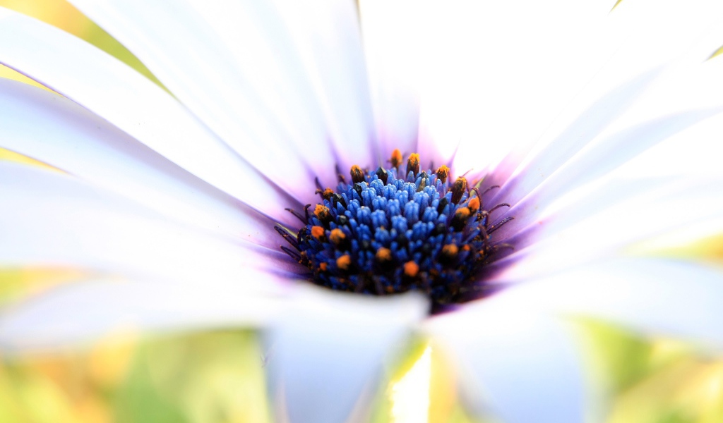 Белое великолепие 