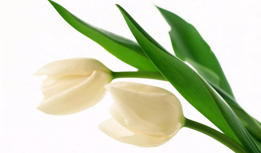 Белые бутоны