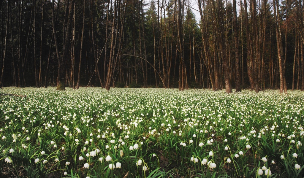 Белое цветение весной