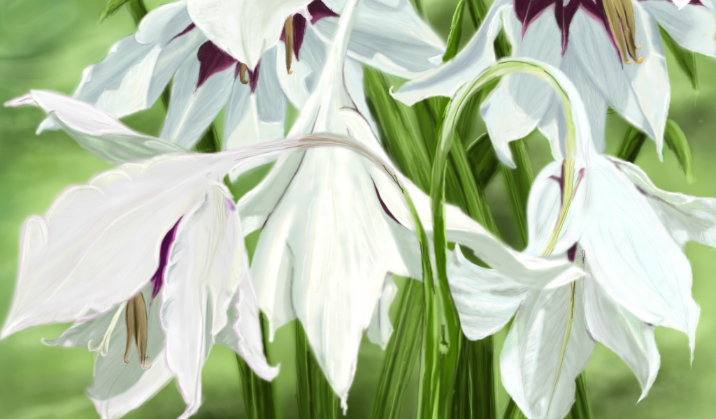 Белые цветы ирисы