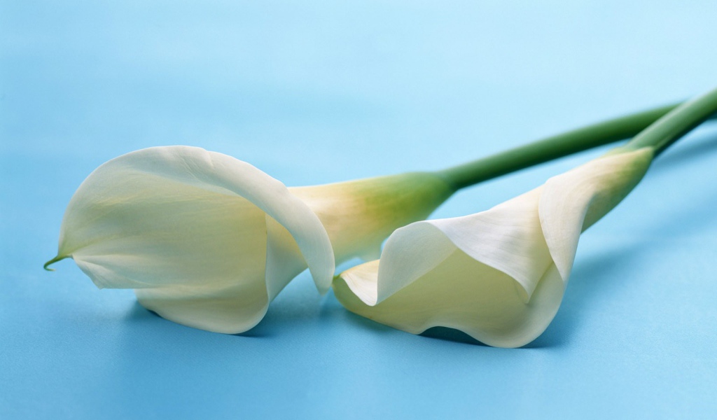 Белые цветы на белом фоне