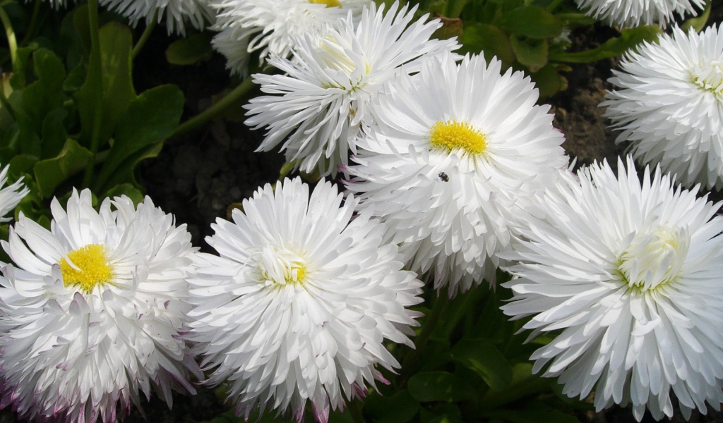 Белые пушистые цветы