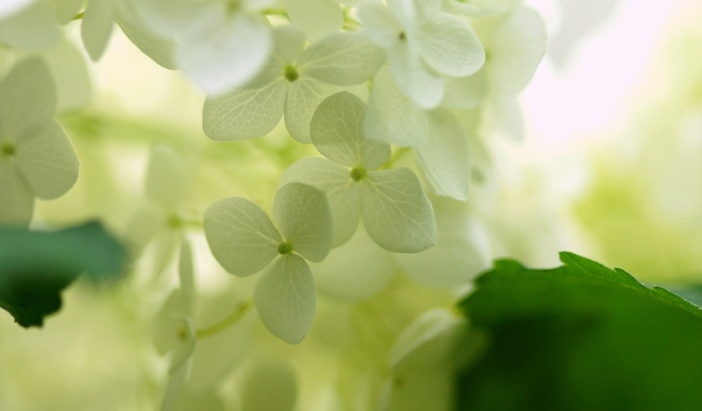 Белые цветки гортензии