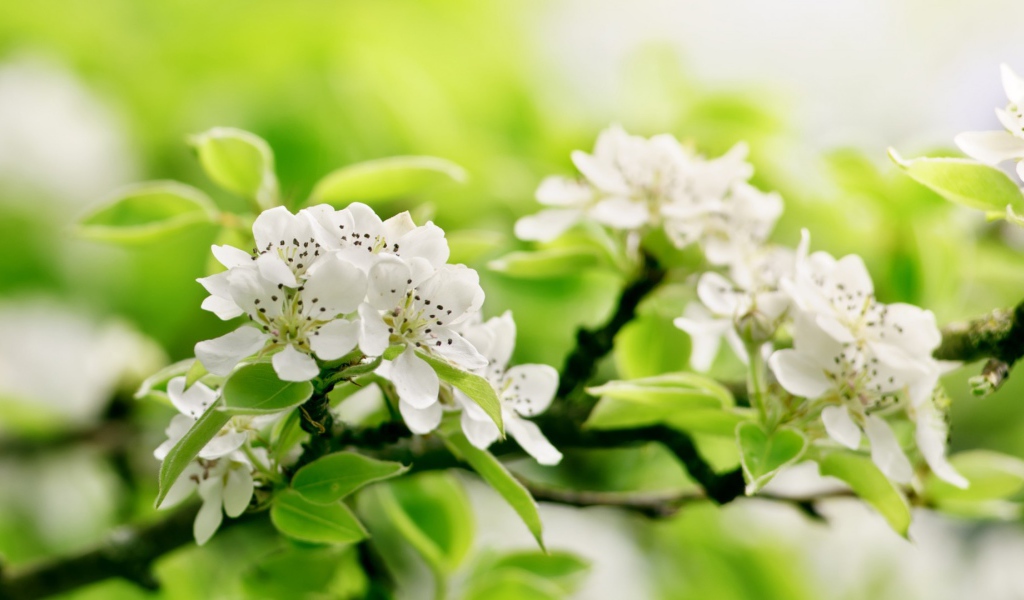 Белый цвет на зеленом фоне