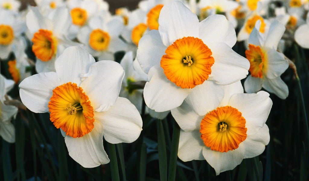 Бело оранжевые цветы