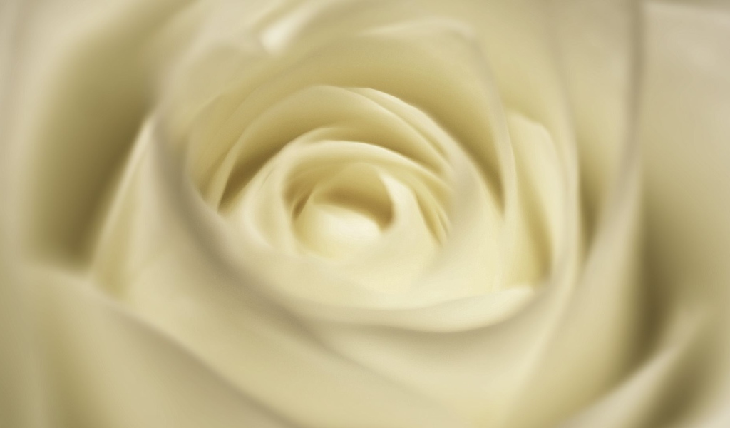 Белая роза, сердцевина крупным планом