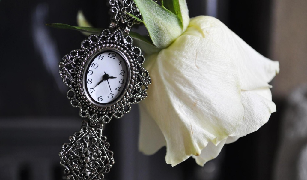 Белая роза и часы