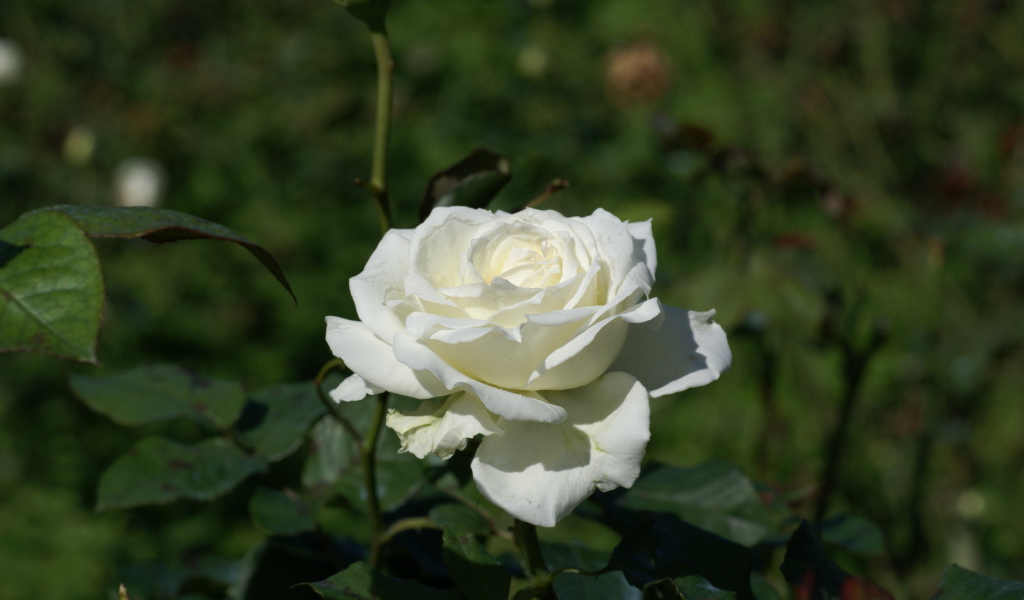 Белая роза распустилась в саду