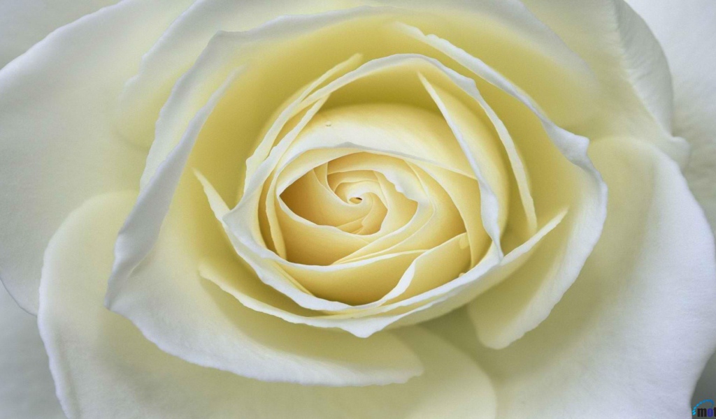 Белая роза крупным планом