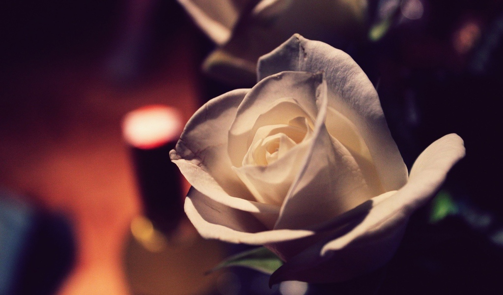 Белая роза вечером в комнате