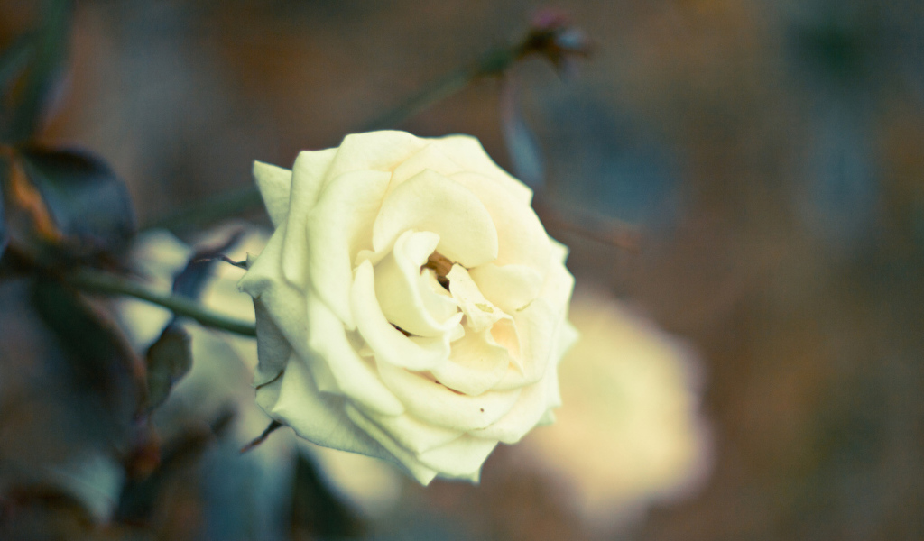 Белая роза в саду на закате