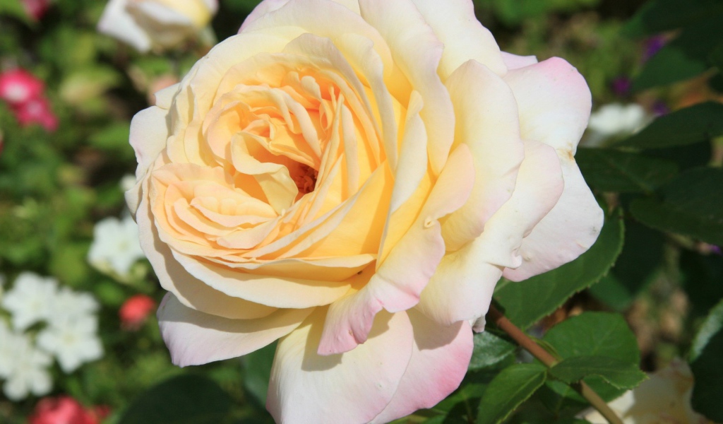 Белая роза на фоне разноцветных цветов