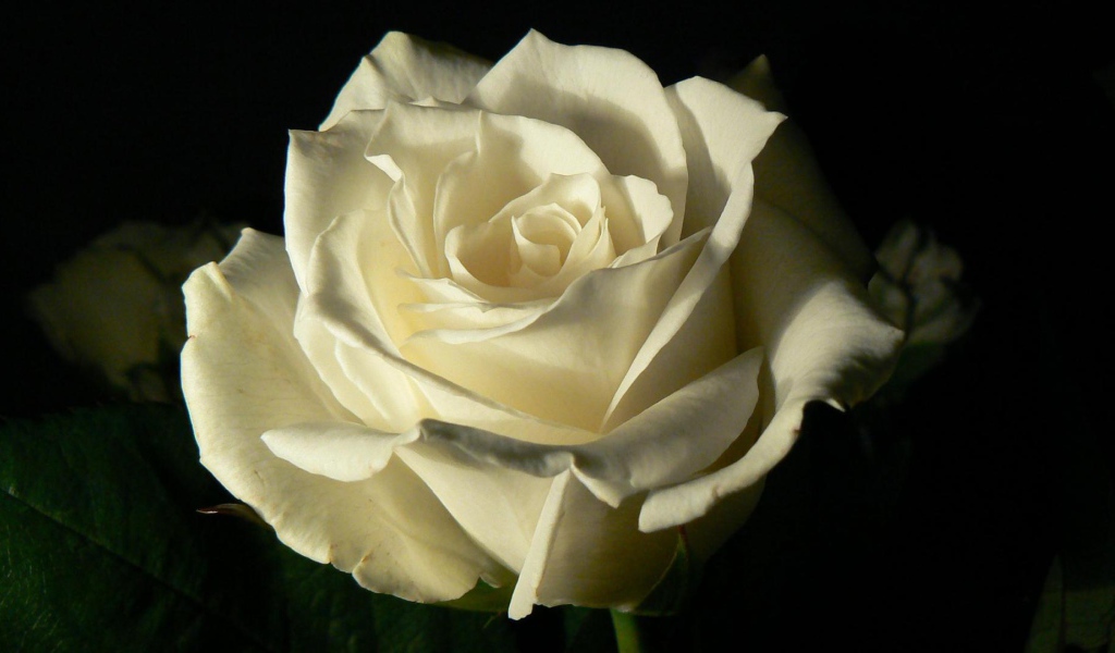 Белая роза на чёрном фоне