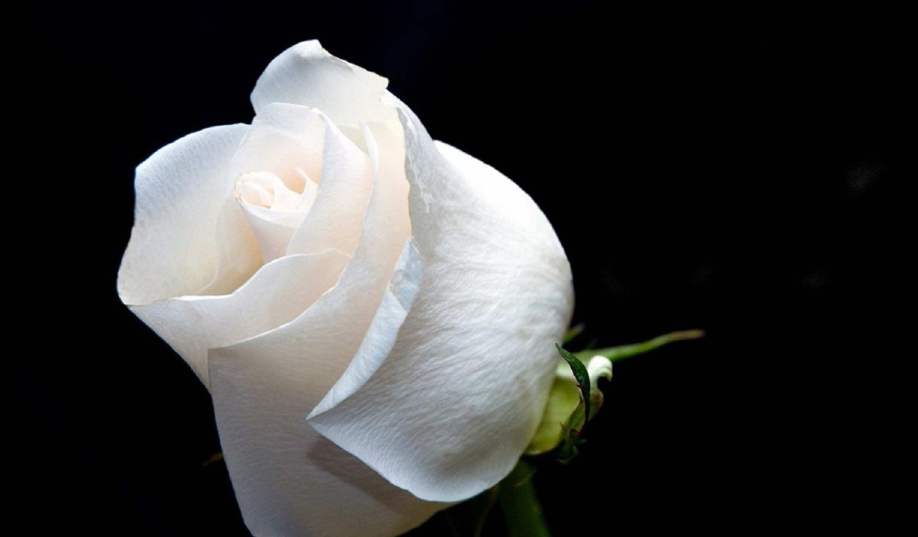 Белая роза на чёрном фоне крупным планом