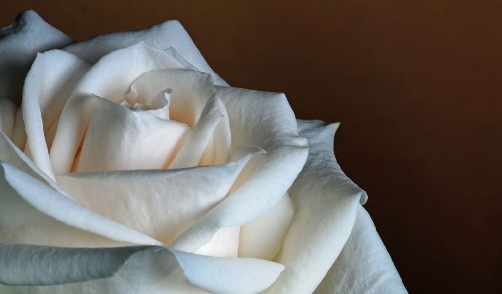 Белая роза на коричневом фоне крупным планом