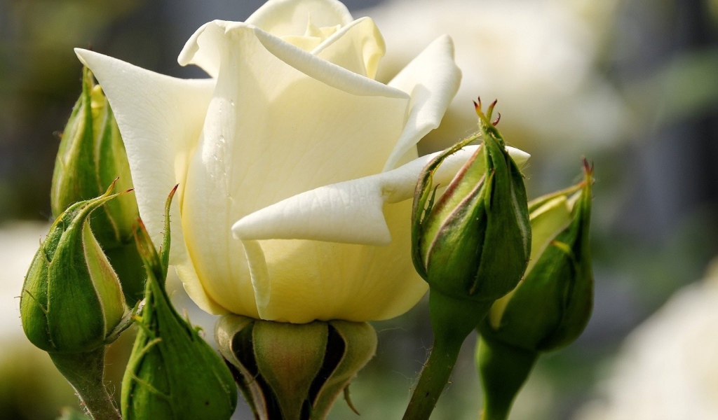 Белые розы цветут в саду