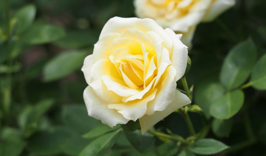 Белые розы в саду