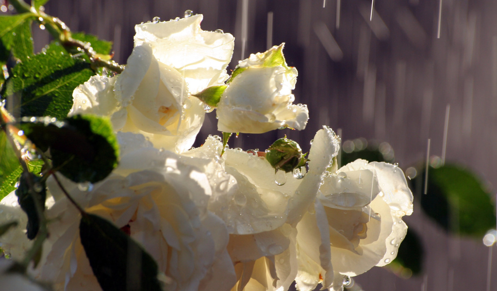 Белые розы под дождём