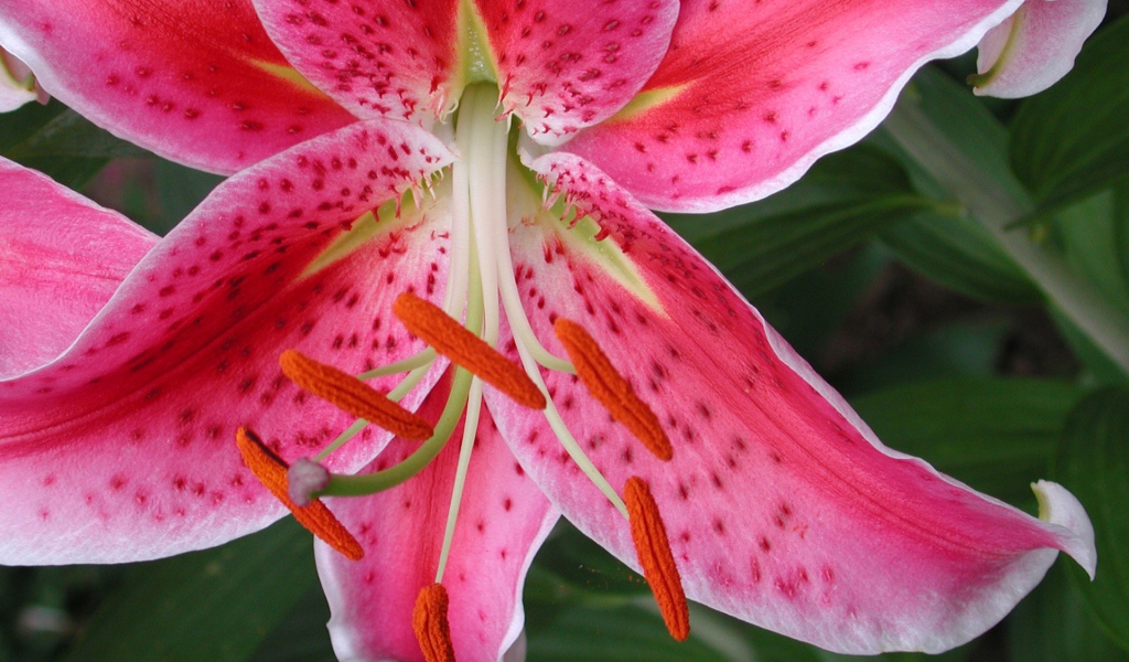 Обои с красным цветком