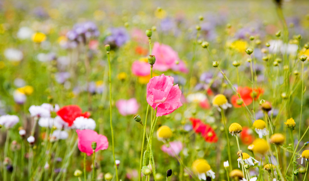 Полевые цветы