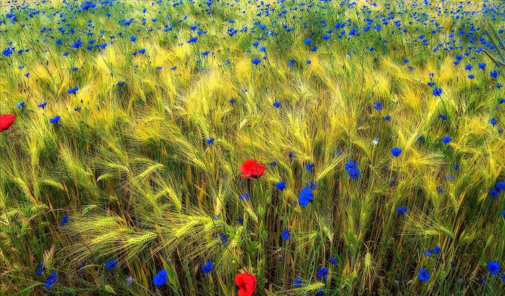 Полевые цветы на Украине