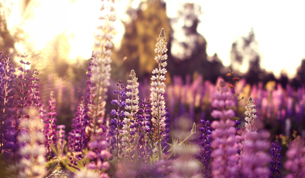 Полевые цветы в лучах солнца