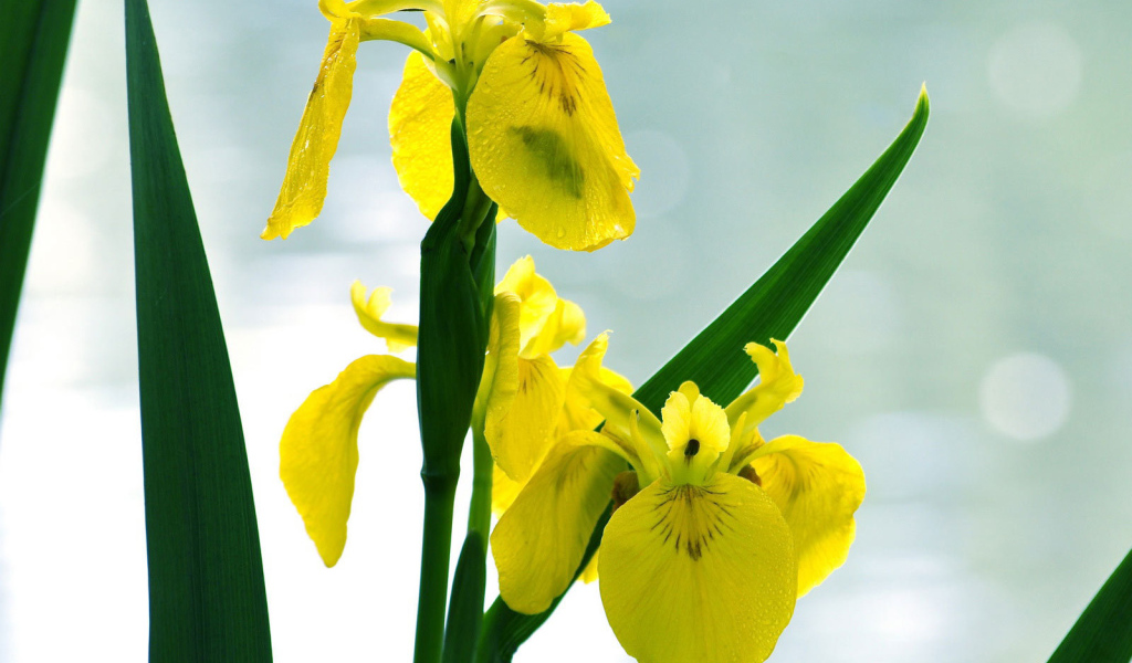 Желтые ирисы