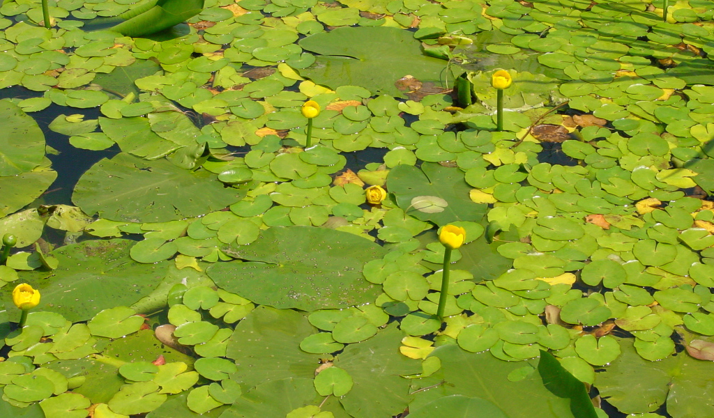 Желтая кубышка на воде
